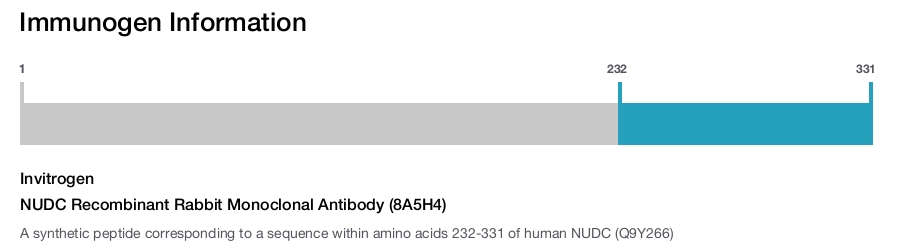 NUDC Recombinant Rabbit Monoclonal Antibody (8A5H4)