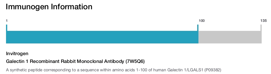 Galectin 1 Recombinant Rabbit Monoclonal Antibody (7W5Q6)
