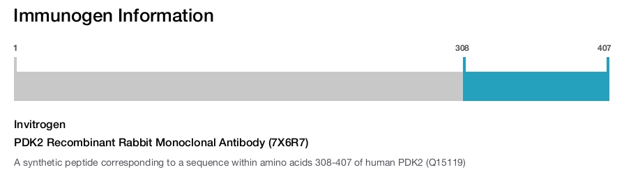 PDK2 Recombinant Rabbit Monoclonal Antibody (7X6R7)