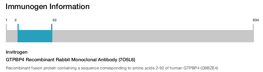 GTPBP4 Recombinant Rabbit Monoclonal Antibody (7O5L6)