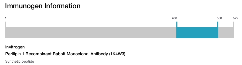 Perilipin 1 Recombinant Rabbit Monoclonal Antibody (1K4W3)
