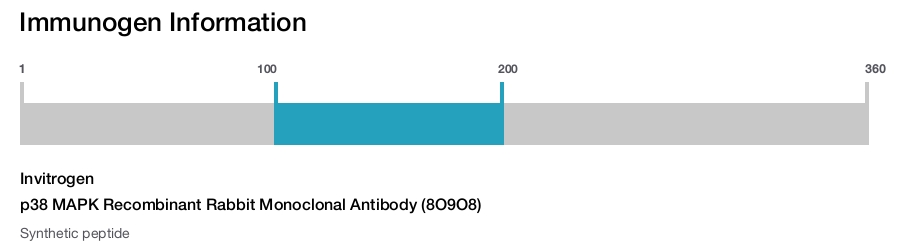 p38 MAPK Recombinant Rabbit Monoclonal Antibody (8O9O8)