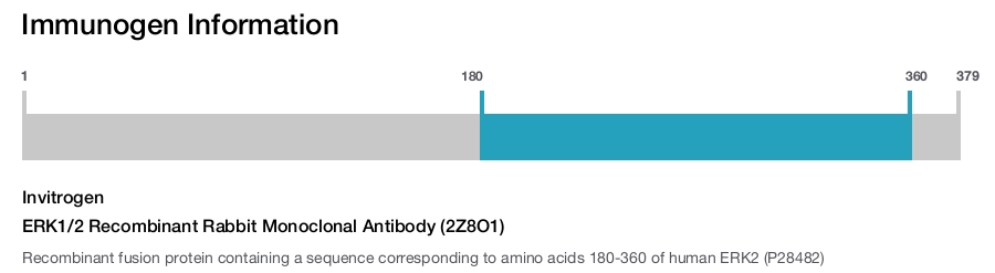 ERK1/2 Recombinant Rabbit Monoclonal Antibody (2Z8O1)