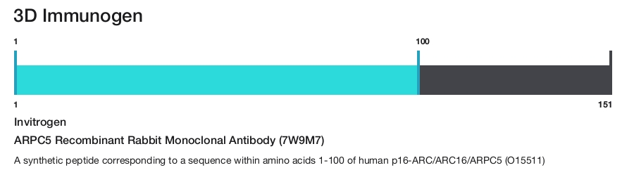 ARPC5 Recombinant Rabbit Monoclonal Antibody (7W9M7)