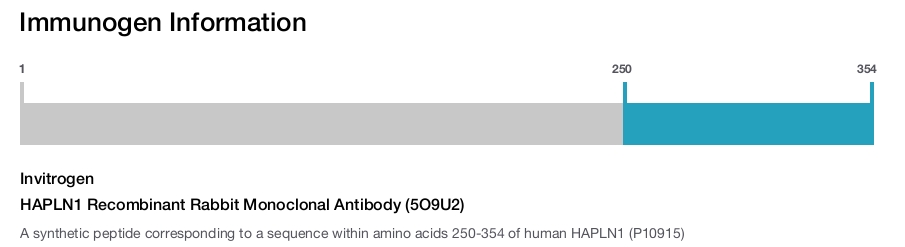HAPLN1 Recombinant Rabbit Monoclonal Antibody (5O9U2)