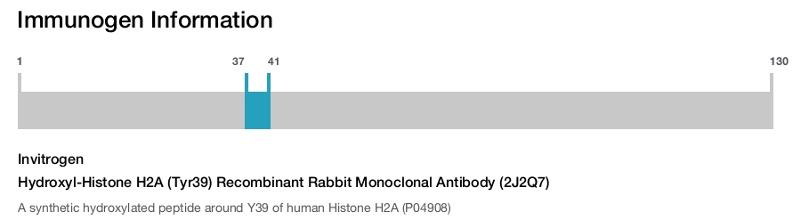 Hydroxyl-Histone H2A (Tyr39) Recombinant Rabbit Monoclonal Antibody (2J2Q7)