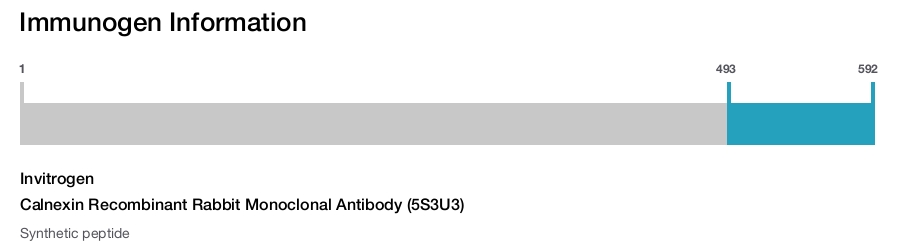 Calnexin Recombinant Rabbit Monoclonal Antibody (5S3U3)