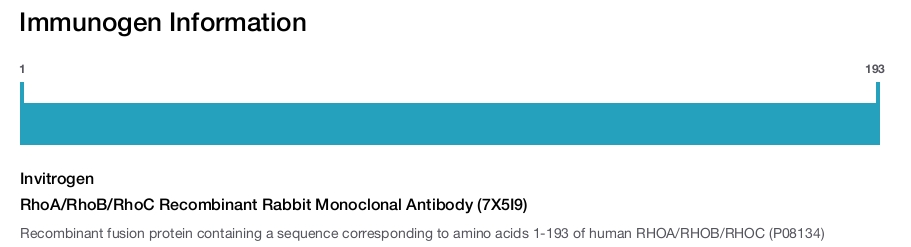 RhoA/RhoB/RhoC Recombinant Rabbit Monoclonal Antibody (7X5I9)