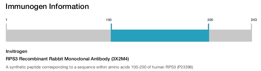 RPS3 Recombinant Rabbit Monoclonal Antibody (3X2M4)