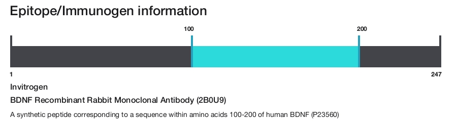 BDNF Recombinant Rabbit Monoclonal Antibody (2B0U9)