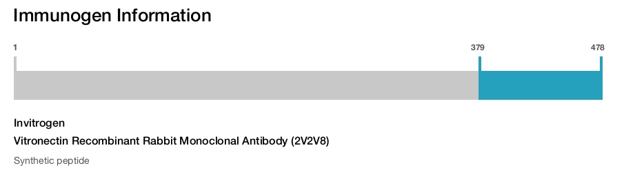 Vitronectin Recombinant Rabbit Monoclonal Antibody (2V2V8)