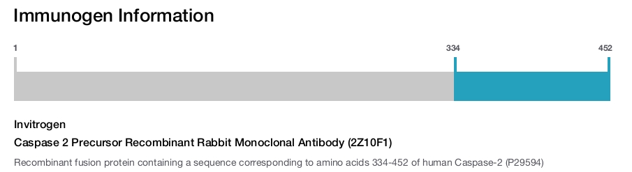 Caspase 2 Precursor Recombinant Rabbit Monoclonal Antibody (2Z10F1)