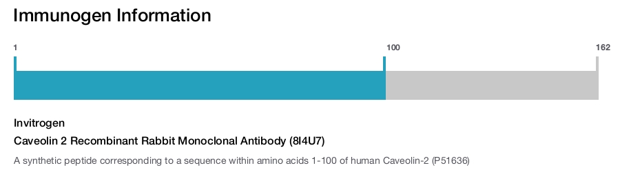Caveolin 2 Recombinant Rabbit Monoclonal Antibody (8I4U7)
