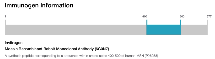 Moesin Recombinant Rabbit Monoclonal Antibody (6G0N7)