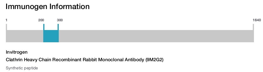 Clathrin Heavy Chain Recombinant Rabbit Monoclonal Antibody (9M2G2)