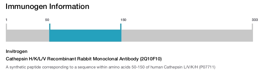 Cathepsin H/K/L/V Recombinant Rabbit Monoclonal Antibody (2Q10F10)
