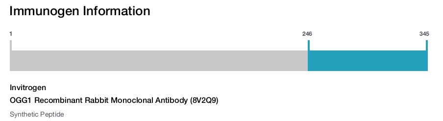 OGG1 Recombinant Rabbit Monoclonal Antibody (8V2Q9)