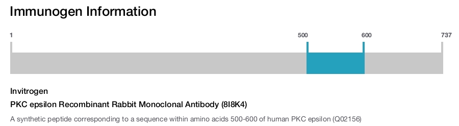 PKC epsilon Recombinant Rabbit Monoclonal Antibody (8I8K4)