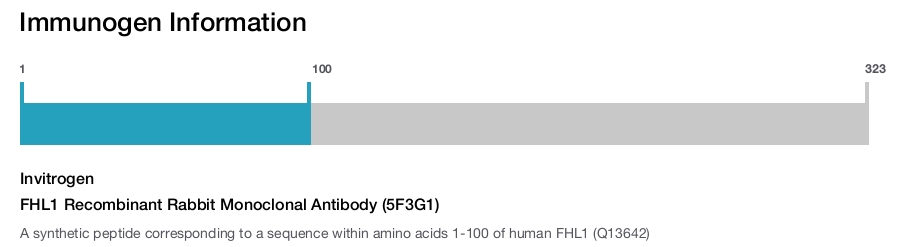 FHL1 Recombinant Rabbit Monoclonal Antibody (5F3G1)