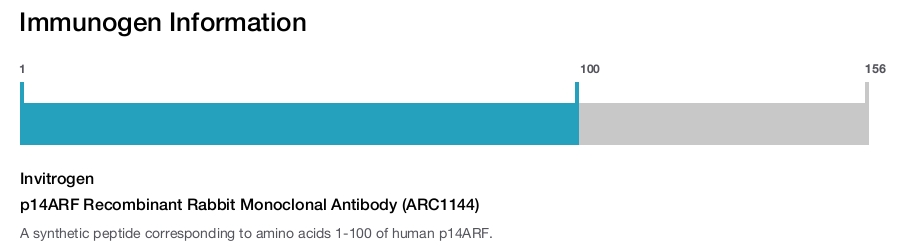 p14ARF Recombinant Rabbit Monoclonal Antibody (ARC1144)