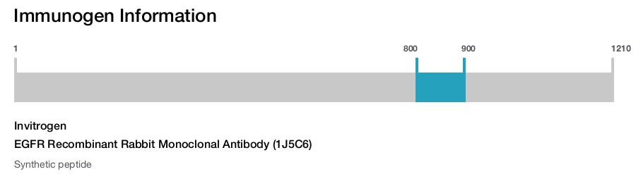 EGFR Recombinant Rabbit Monoclonal Antibody (1J5C6)