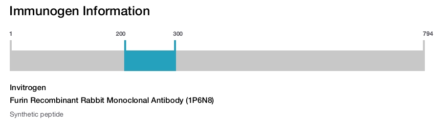 Furin Recombinant Rabbit Monoclonal Antibody (1P6N8)