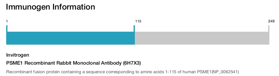 PSME1 Recombinant Rabbit Monoclonal Antibody (6H7X3)