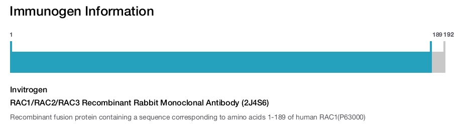RAC1/RAC2/RAC3 Recombinant Rabbit Monoclonal Antibody (2J4S6)