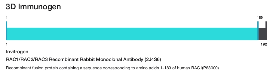 RAC1/RAC2/RAC3 Recombinant Rabbit Monoclonal Antibody (2J4S6)