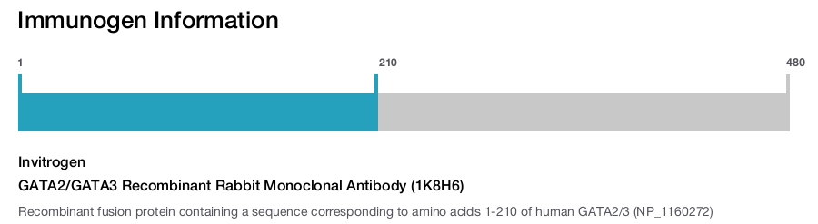 GATA2/GATA3 Recombinant Rabbit Monoclonal Antibody (1K8H6)