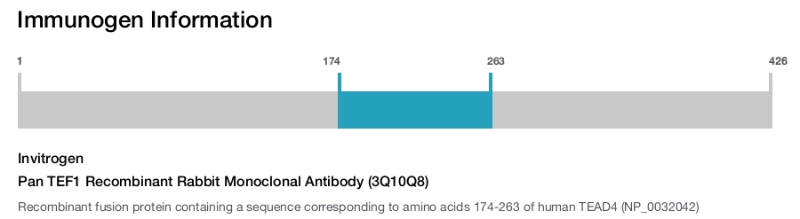 Pan TEF1 Recombinant Rabbit Monoclonal Antibody (3Q10Q8)