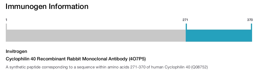 Cyclophilin 40 Recombinant Rabbit Monoclonal Antibody (4O7P5)