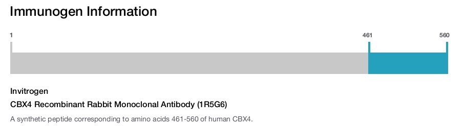 CBX4 Recombinant Rabbit Monoclonal Antibody (1R5G6)