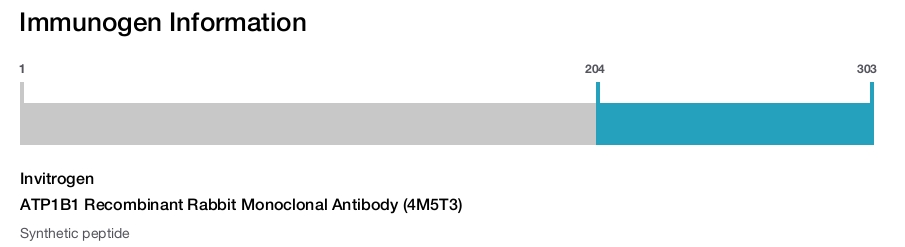 ATP1B1 Recombinant Rabbit Monoclonal Antibody (4M5T3)