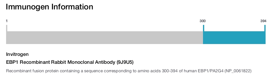 EBP1 Recombinant Rabbit Monoclonal Antibody (9J9U5)