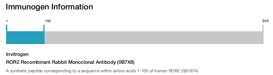ROR2 Recombinant Rabbit Monoclonal Antibody (0B7X8)