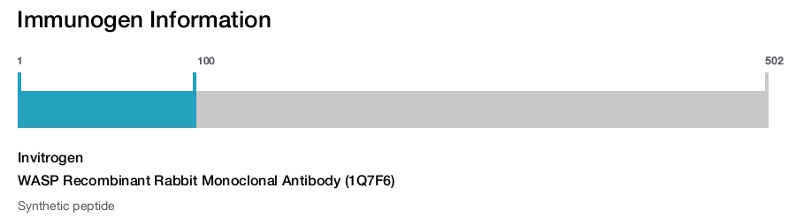 WASP Recombinant Rabbit Monoclonal Antibody (1Q7F6)