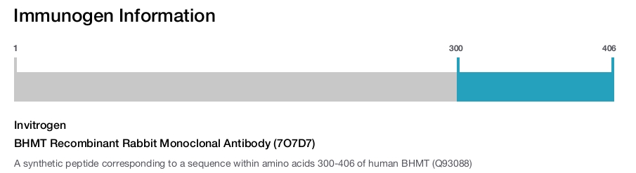 BHMT Recombinant Rabbit Monoclonal Antibody (7O7D7)