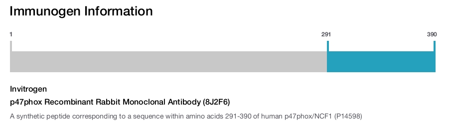 p47phox Recombinant Rabbit Monoclonal Antibody (8J2F6)