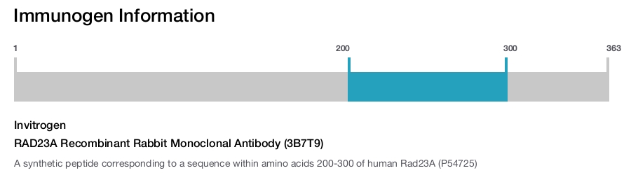 RAD23A Recombinant Rabbit Monoclonal Antibody (3B7T9)