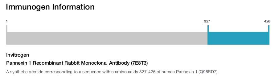 Pannexin 1 Recombinant Rabbit Monoclonal Antibody (7E8T3)