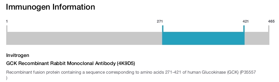 GCK Recombinant Rabbit Monoclonal Antibody (4K9D5)