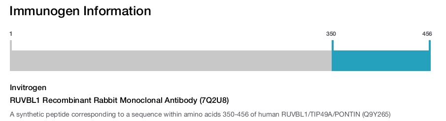 RUVBL1 Recombinant Rabbit Monoclonal Antibody (7Q2U8)