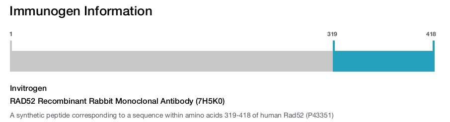 RAD52 Recombinant Rabbit Monoclonal Antibody (7H5K0)