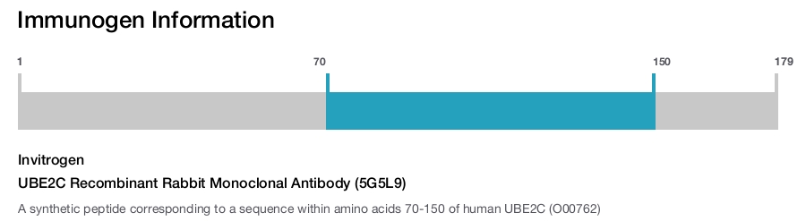 UBE2C Recombinant Rabbit Monoclonal Antibody (5G5L9)