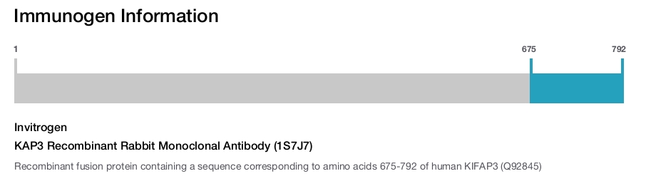 KAP3 Recombinant Rabbit Monoclonal Antibody (1S7J7)