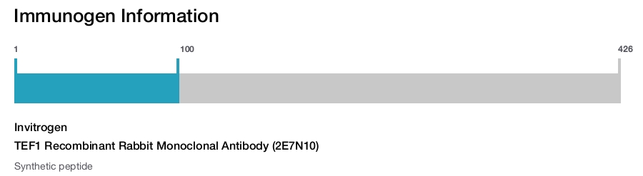 TEF1 Recombinant Rabbit Monoclonal Antibody (2E7N10)