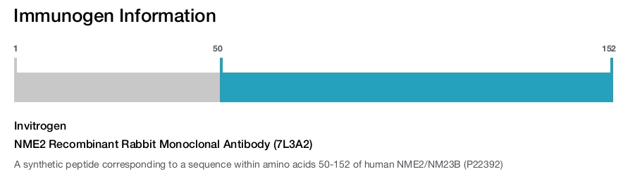 NME2 Recombinant Rabbit Monoclonal Antibody (7L3A2)