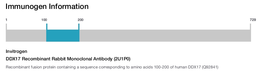 DDX17 Recombinant Rabbit Monoclonal Antibody (2U1P0)