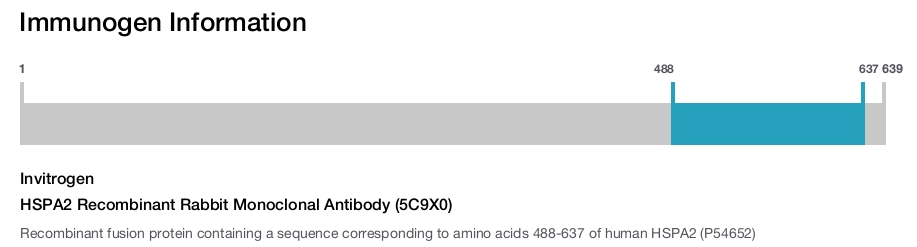 HSPA2 Recombinant Rabbit Monoclonal Antibody (5C9X0)